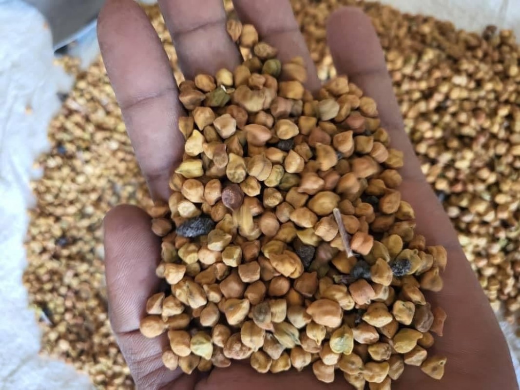Kacang Arab Desi from Etiopia